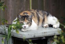 ScruffyKitty5.jpg