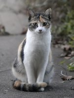 ScruffyKitty7.jpg