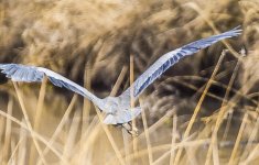 IMG_1977.jpg