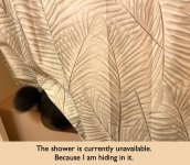 Milo in shower.jpg