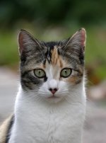 ScruffyKitty9.jpg