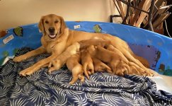 Stella's puppies.jpg