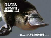 In-case-you-forgot-about-the-platypus.jpg