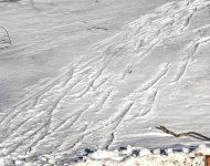 tracks2.jpg