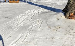 tracks.jpg