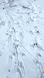 tracks4.jpg