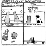 Objects of cat fascination.jpg
