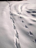 weasel track.jpg