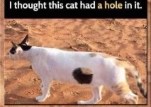 cat.jpg