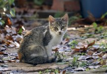 KittenBPaintBucket5.jpg