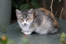 KittenBPaintBucket6.jpg
