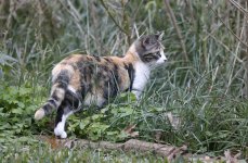 ScruffyKitty11.jpg