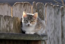 KittenBPaintBucket7.jpg