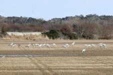 SandhillCranes1.jpg