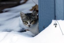 KittenBPaintBucket7.jpg