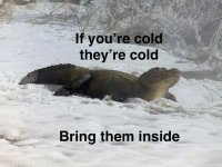 cold alligarot.jpg