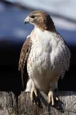 HawkRedtailed1.jpg