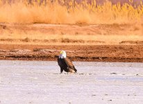 IMG_2434.jpg