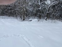 IMG_0204.jpg