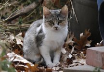KittenBPaintBucket9.jpg