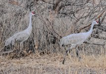 IMG_2185.jpg