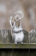 Squirrel10.jpg