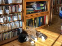 Charlie in his sunbeam.jpg