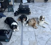 IMG_3909.jpeg