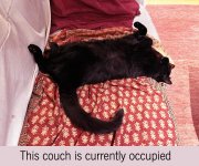 This couch is currently occupied.JPG