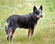 Australian Cattle Dog.jpg