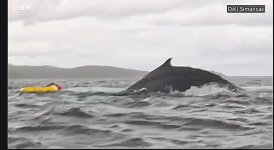 Kayaker & whale.jpg