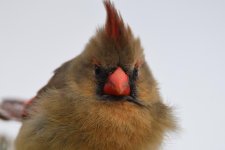 Female Cardinal.jpg