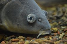 Bottom-Feeder-768x511.jpg