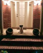 2020-05-07 08 Daisy.jpg