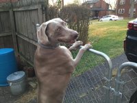 guardDOGGIE.jpg