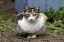 ScruffyKitty12.jpg