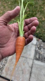 carrot.jpg