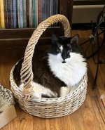 Izzie in basket.jpg