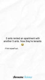 ants rent.jpg