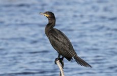 CormorantNeotropic1.jpg