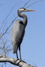 HeronGreatBlue1.jpg