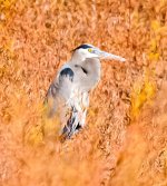 IMG_1984.jpg