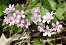 FlowerClover1.jpg