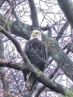 Warwick Bald eagle.jpg