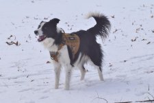 2024-01-15 Daisy (13).jpg