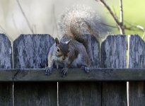 Squirrel12.jpg