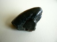 UnknownToothSide.jpg