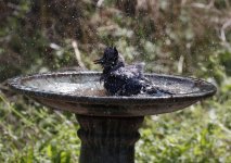 BluejayBath1.jpg