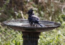 BluejayBath2.jpg