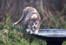 ScruffyKitty16.jpg